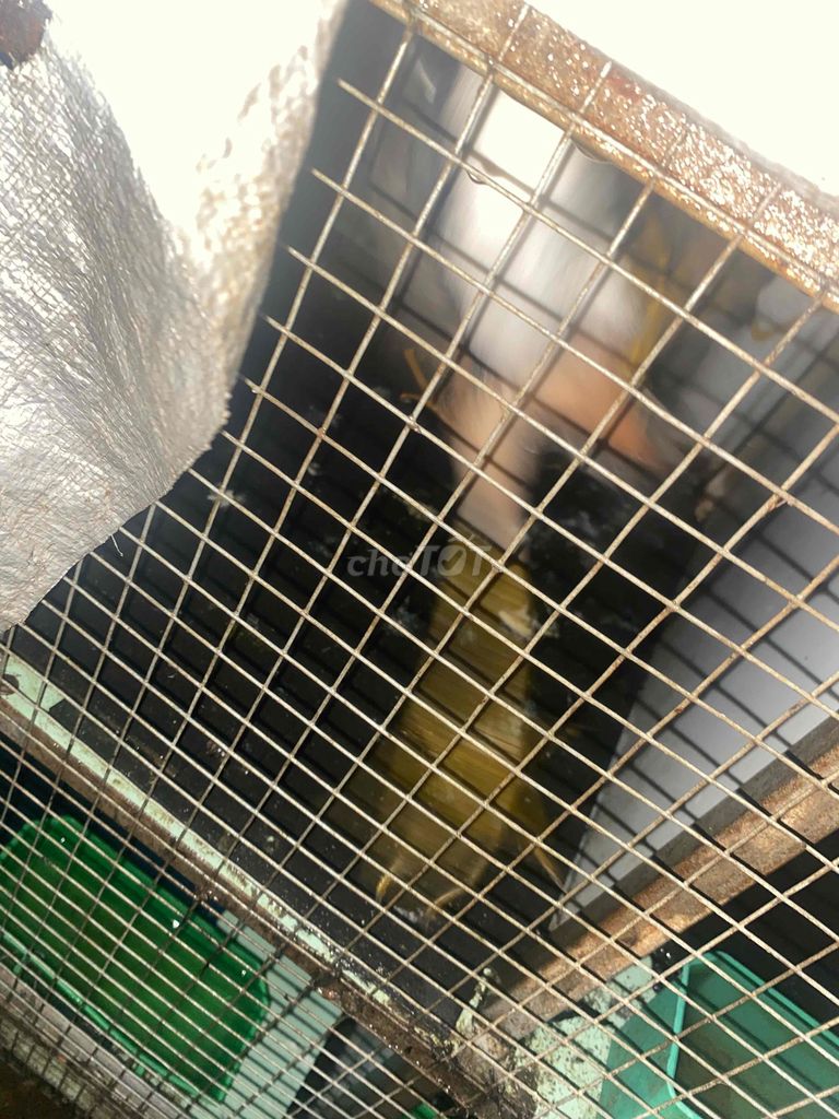 Chim cảnh Khỏe mạnh. Mua bán Chim tại Huyện Củ Chi Tp Hồ Chí Minh được đăng bởi Hà thanh Lâm hình 1