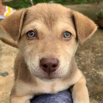 Chó Aspin cái 3 tháng tuổi