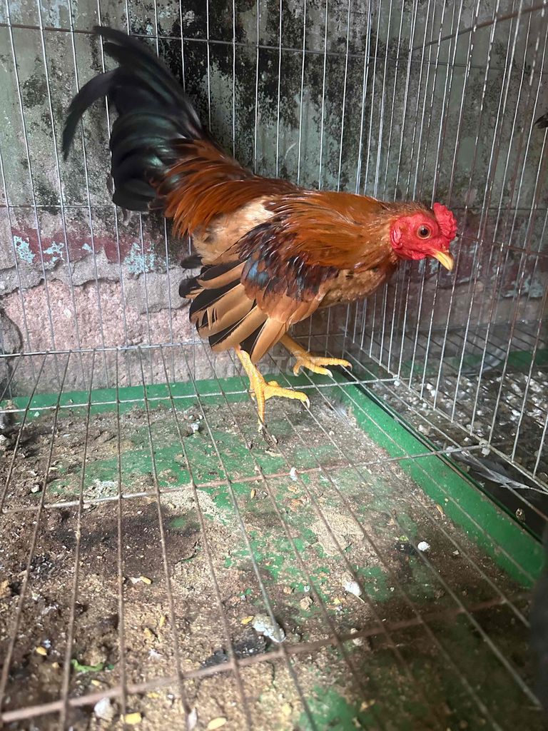 Gà trống trưởng thành màu Nâu, đen, đỏ làm cảnh. Mua bán Gà tại Huyện Thường Tín Hà Nội được đăng bởi Đức nghĩa  hình 1
