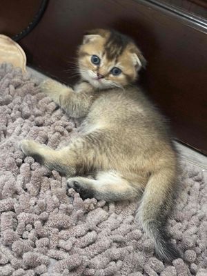 MÈO ANH LÔNG NGẮN GOLDEN TAI CỤP 3 THÁNG TUỔI. Mua bán Mèo tại Quận Bình Tân Tp Hồ Chí Minh được đăng bởi Bảo Nhi