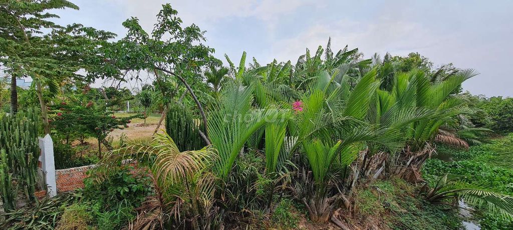 BÁN ĐẤT THỔ CƯ MẶT SÔNG tp .GÒ CÔNG