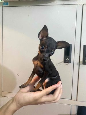 phốc hươu sz mini. Mua bán Chó tại Huyện Gia Lâm Hà Nội được đăng bởi ĐỨC