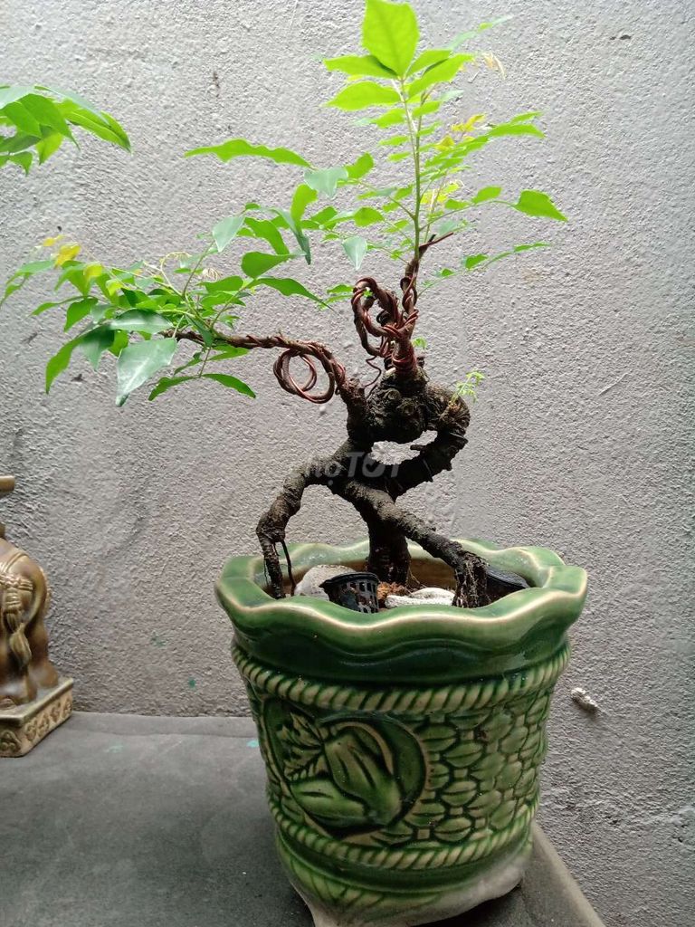 0934296059 - Khế bonsai