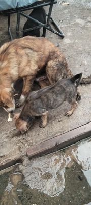Chó Phú Quốc lai con non