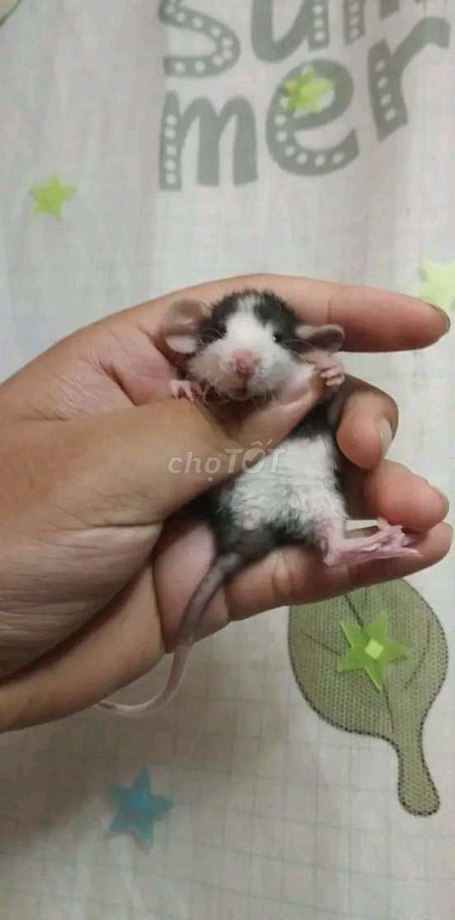 Chuột Dumbo Rats . Mua bán Thú cưng khác tại Quận Hai Bà Trưng Hà Nội được đăng bởi Mun Munn hình 1