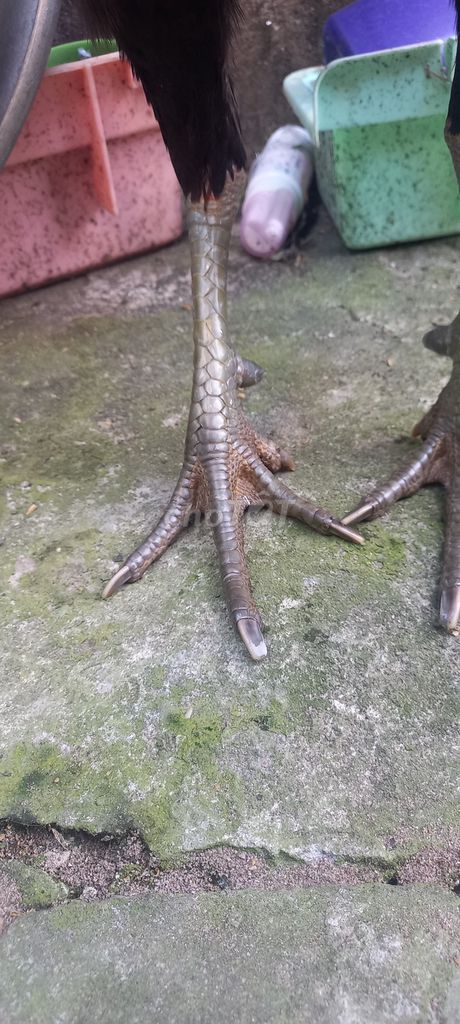 Gà chọi Đực 2.5kg. Mua bán Gà tại Huyện Vĩnh Thạnh Cần Thơ được đăng bởi tran hoang hình 1