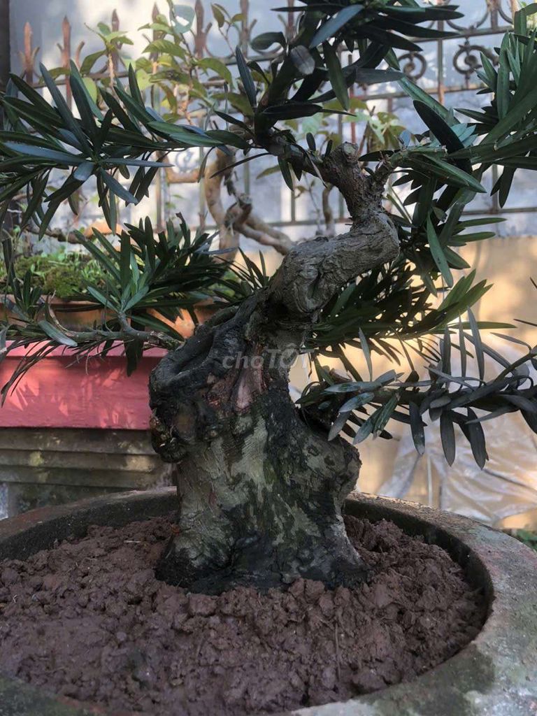 Cây cảnh Bonsai Tùng La Hán. Mua bán Cây cảnh, đồ trang trí tại Huyện Kiến Xương Thái Bình được đăng bởi nguyễn trung công hình 1