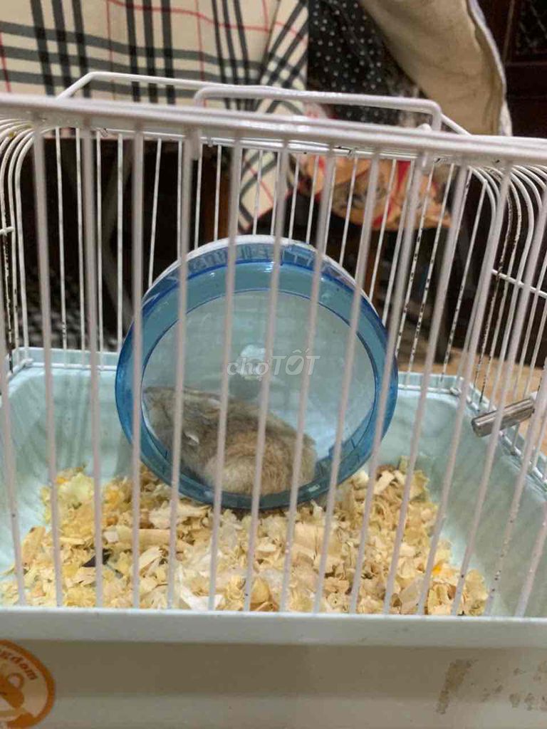 Chuột Hamster nhiều màu. Mua bán Thú cưng khác tại Quận Gò Vấp Tp Hồ Chí Minh được đăng bởi An An hình 1