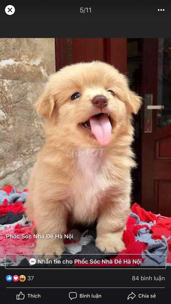 phốc sóc lai nhật. Mua bán Chó tại Quận Hai Bà Trưng Hà Nội được đăng bởi nam anh hình 1