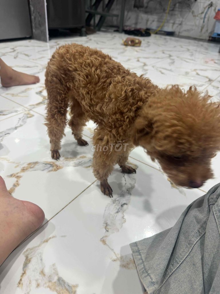 Chó Poodle Nâu vàng. Mua bán Chó tại Quận 12 Tp Hồ Chí Minh được đăng bởi Châu Huỳnh hình 1
