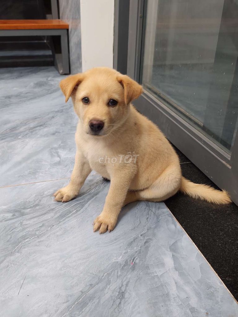 tìm nhà mới cho e cún . Mua bán Chó tại Thị xã Bến Cát Bình Dương được đăng bởi tham hình 1