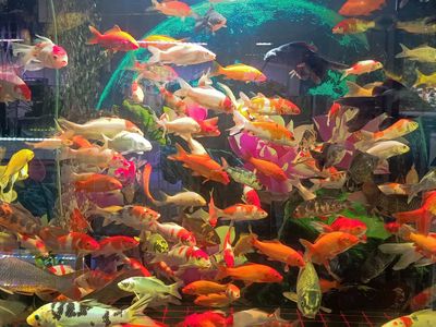 Cá Koi mini Đa sắc Dễ nuôi