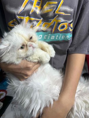 Mèo Ba Tư full trắng 5 tháng tuổi