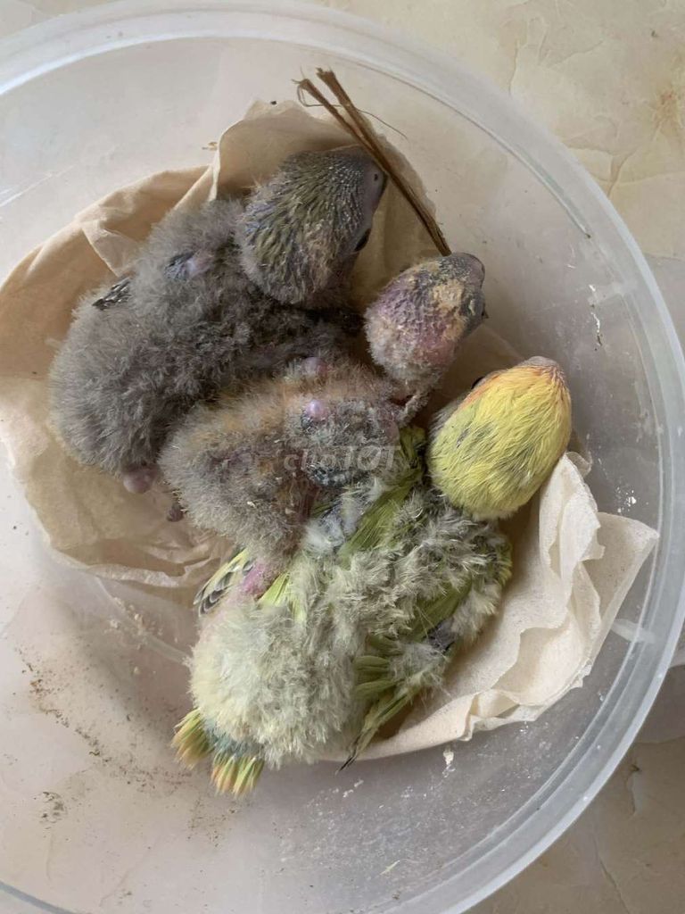 Chim non khỏe mạnh. Mua bán Chim tại Quận Ba Đình Hà Nội được đăng bởi Anh Nguyen Duc hình 1