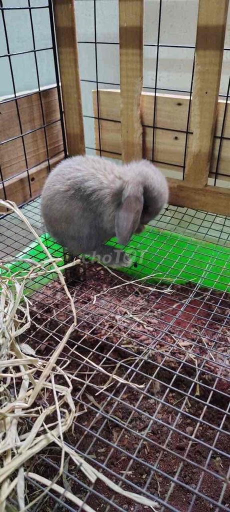 Thỏ Holland Lop 1 tháng tuổi. Mua bán Thú cưng khác tại Quận Bình Tân Tp Hồ Chí Minh được đăng bởi gia kỳ hình 1
