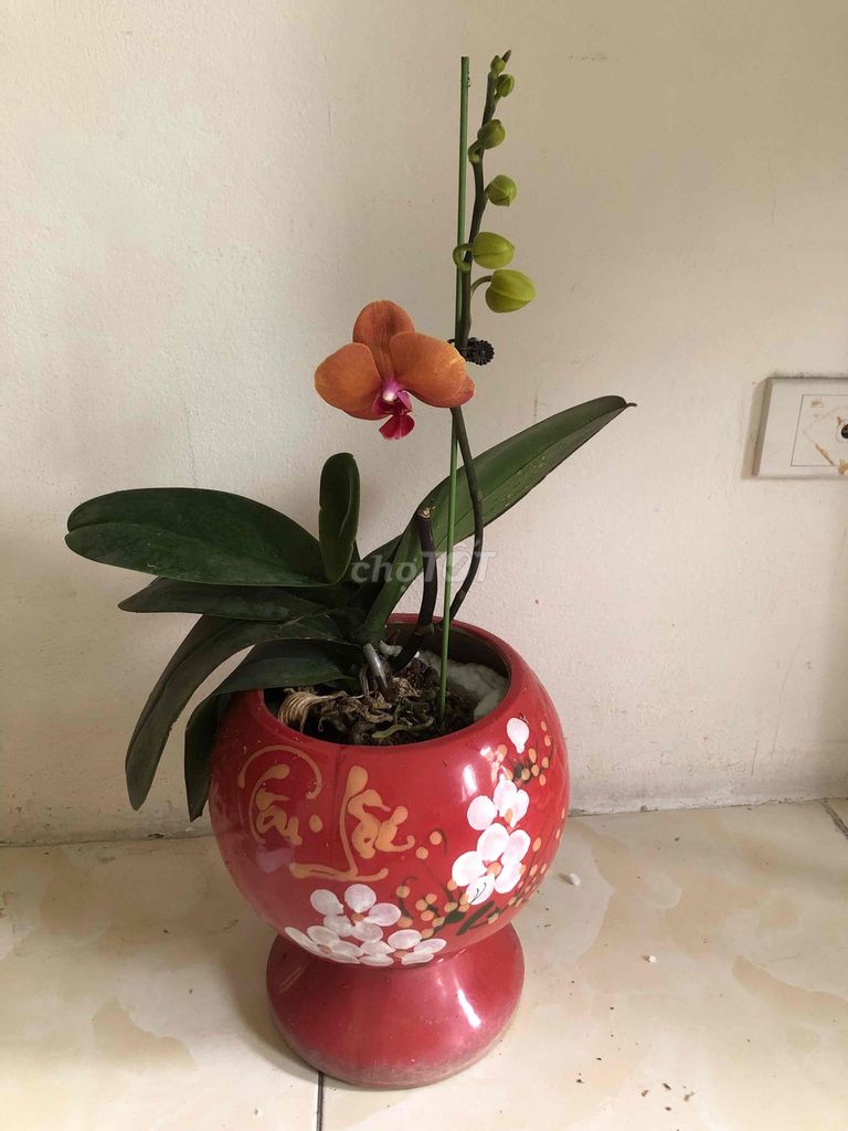 Lan Cam chậu Gốm. Mua bán Cây cảnh, đồ trang trí tại Quận Cầu Giấy Hà Nội được đăng bởi Nguyen thi bich van hình 1