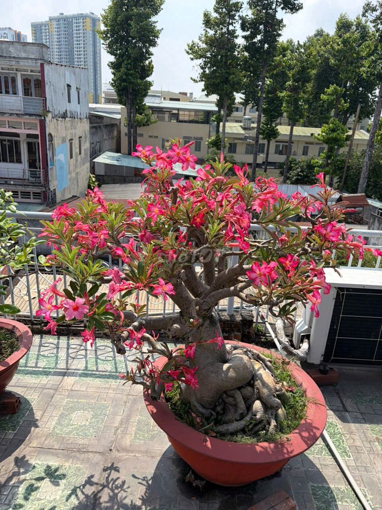 Cây sứ hồng 30-60cm. Mua bán Cây cảnh, đồ trang trí tại Thành phố Thủ Đức Tp Hồ Chí Minh được đăng bởi Phát hình 1