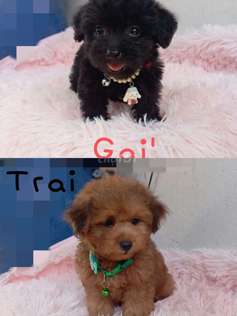 poodle lai Nhật xù. Mua bán Chó tại Quận Bình Tân Tp Hồ Chí Minh được đăng bởi Gem hình 1