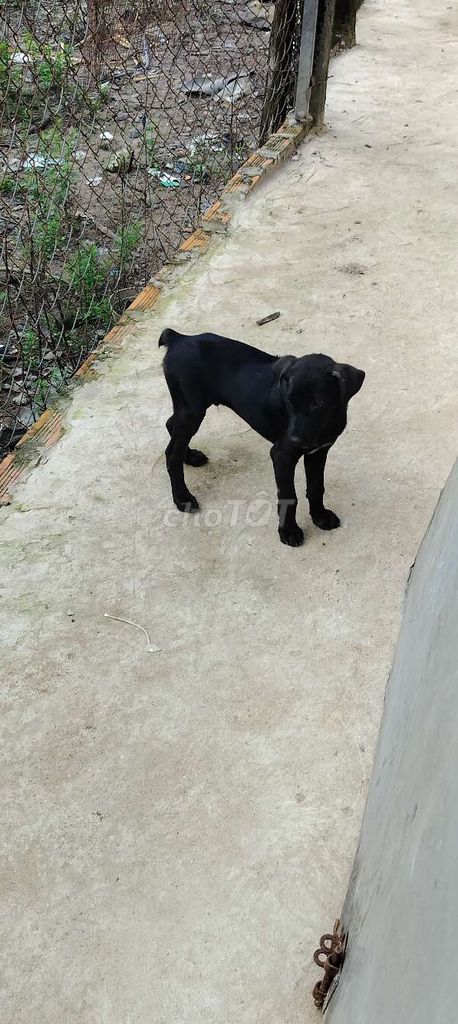 Mông cộc thỏ. Mua bán Chó tại Huyện Bàu Bàng Bình Dương được đăng bởi MrPhong hình 2