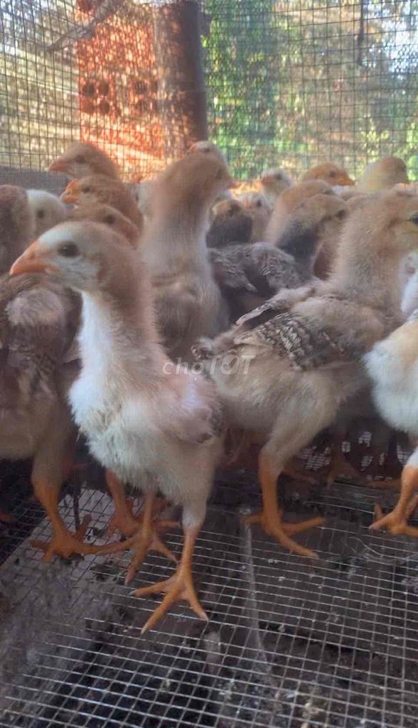Gà thả vườn 21-30 ngày tuổi. Mua bán Gà tại Thành phố Thủ Đức Tp Hồ Chí Minh được đăng bởi NGUYEN THIEN hình 1