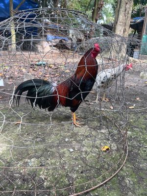 2k8 long mơi tay tốt. Mua bán Gà tại Huyện Châu Thành A Hậu Giang được đăng bởi Bảo