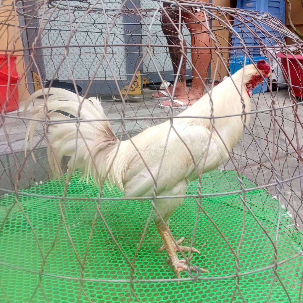 Gà Thái Mỹ 3kg. Mua bán Gà tại Quận Ninh Kiều Cần Thơ được đăng bởi thành võ hình 1