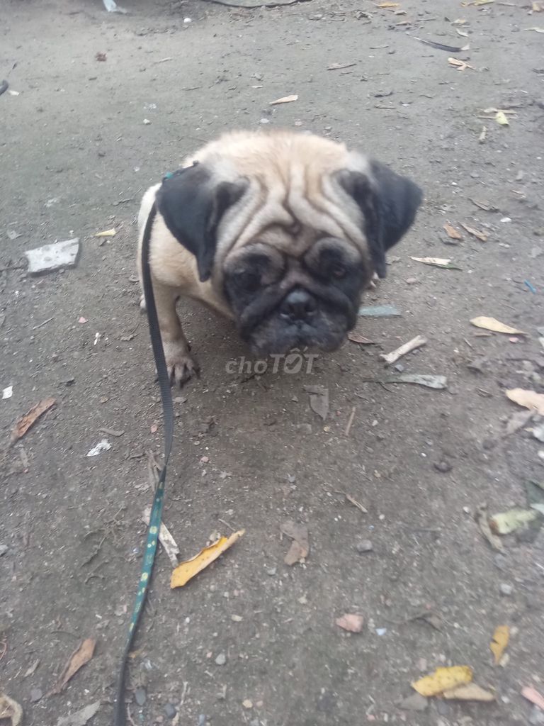 Chó Pug Nâu Mặt nhăn. Mua bán Chó tại Huyện Củ Chi Tp Hồ Chí Minh được đăng bởi Biết Ai Không hình 1
