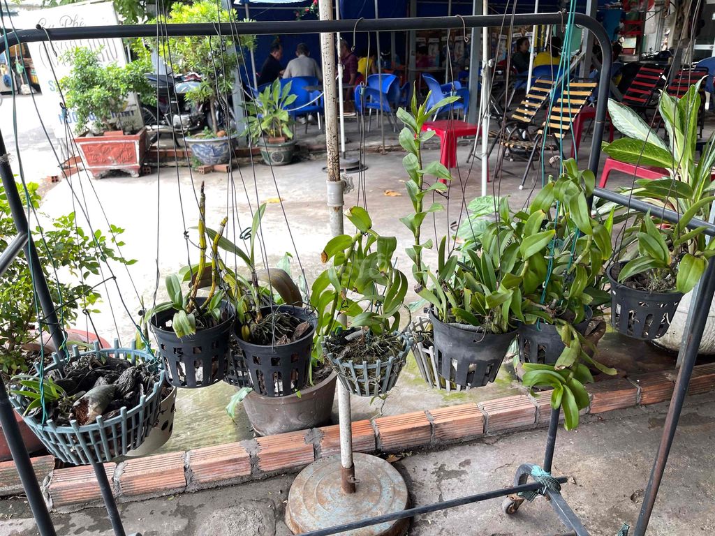 Lan size lớn nhỏ. Mua bán Cây cảnh, đồ trang trí tại Quận Bình Thạnh Tp Hồ Chí Minh được đăng bởi Ngọc Doanh hình 1