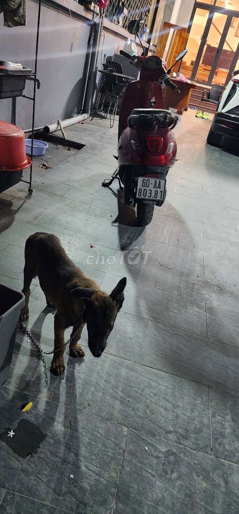 Chó Bec Bỉ Nâu đen. Mua bán Chó tại Thành phố Dĩ An Bình Dương được đăng bởi Duong dinh hue hình 1