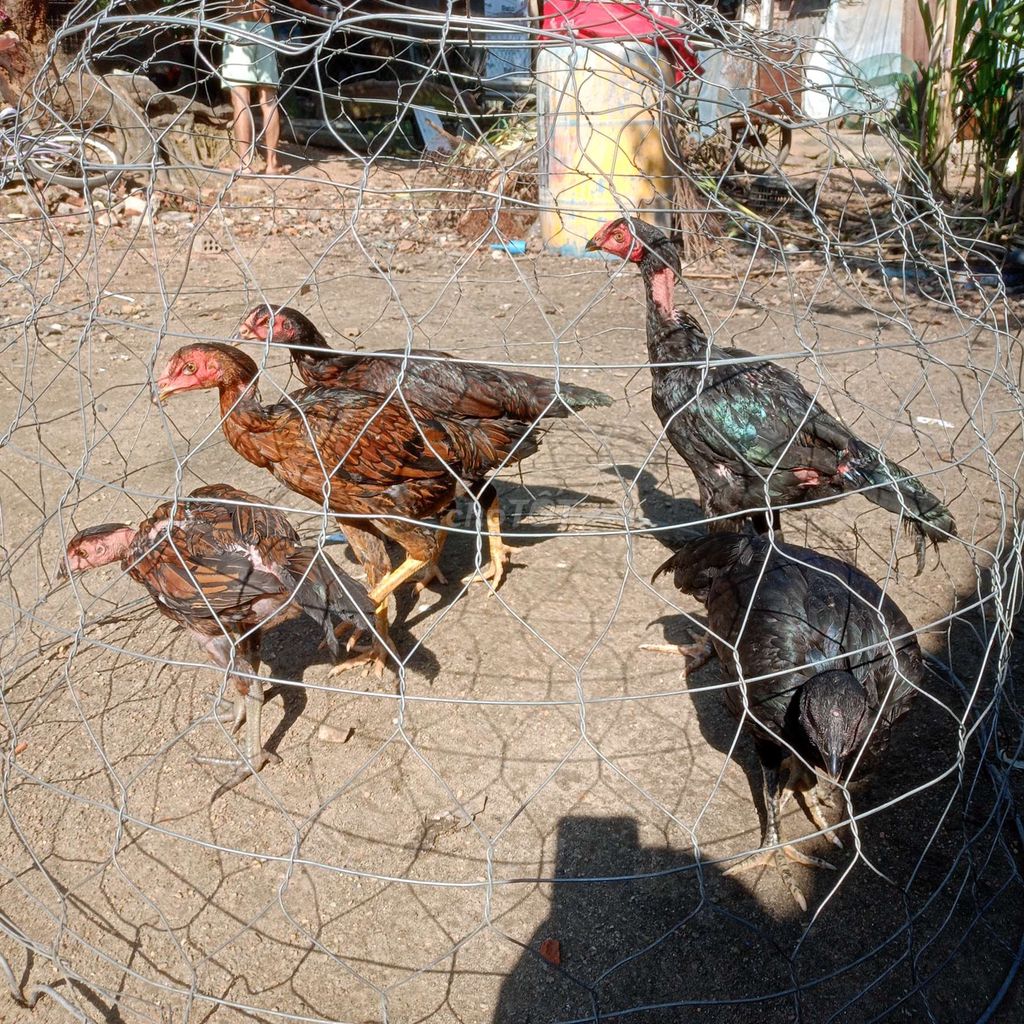 Gà chọi 2.5 kg. Mua bán Gà tại Huyện Hòa Vang Đà Nẵng được đăng bởi Huynhthai hình 1