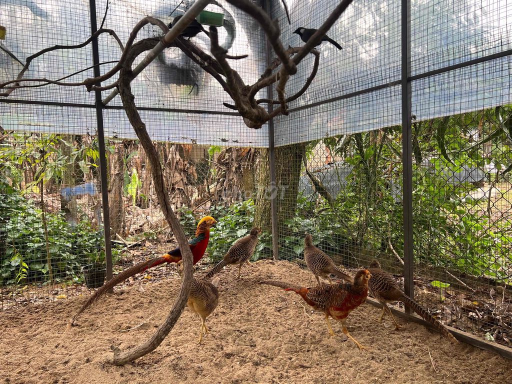 cặp chim trĩ 7 màu đỏ trống mái. Mua bán Chim tại Huyện Phú Ninh Quảng Nam được đăng bởi Lê Bá Hương hình 1