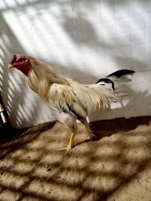 3kg8 chưa qua cựa. Mua bán Gà tại Huyện Cần Giuộc Long An được đăng bởi Xuân Tiến