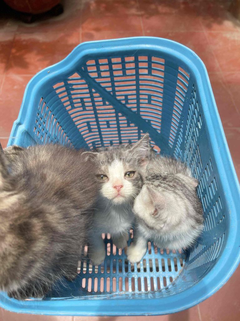 Aln tabby