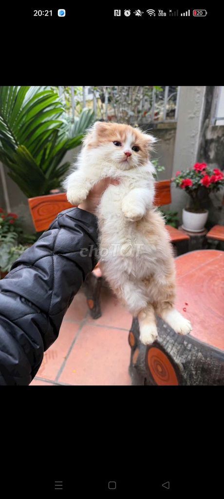 Mèo cảnh Trắng cam 1 mũi. Mua bán Mèo tại Huyện Hoài Đức Hà Nội được đăng bởi Ngoc hình 1