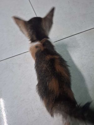 Mèo Tam thể cái 2 tháng tuổi