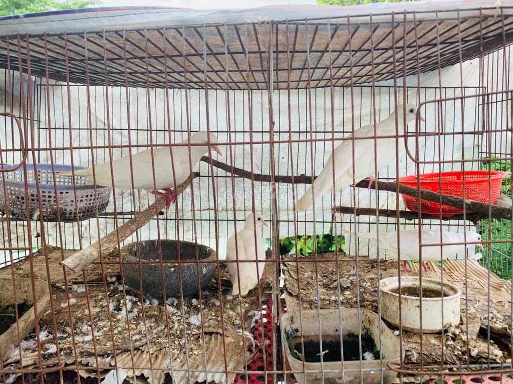 thly 2cặp cu pháp sinh sản. Mua bán Chim tại Quận Ninh Kiều Cần Thơ được đăng bởi huỳnh  hình 1