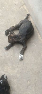 Phú Quốc. Mua bán Chó tại Huyện Bàu Bàng Bình Dương được đăng bởi Thú Cưng