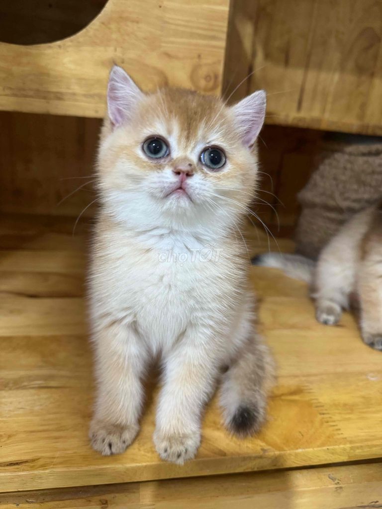 Mèo Anh lông ngắn Golden. Mua bán Mèo tại Quận 8 Tp Hồ Chí Minh được đăng bởi Trại mèo Golden hình 1