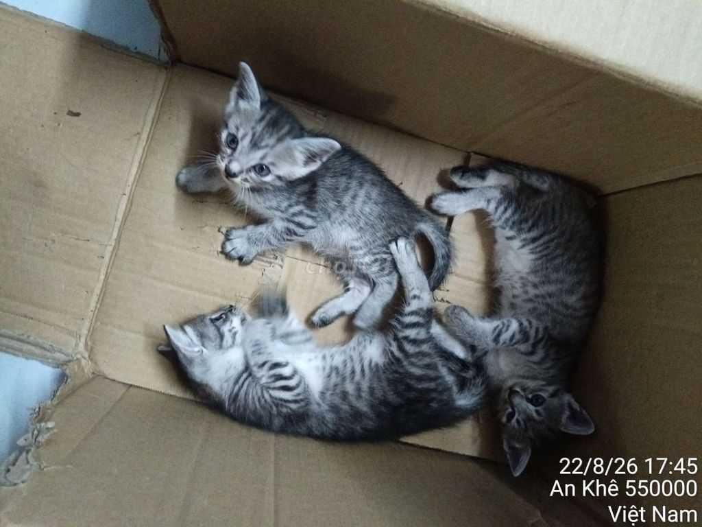 Mèo con Xám vằn. Mua bán Mèo tại Quận Thanh Khê Đà Nẵng được đăng bởi trân quốc trung hình 1
