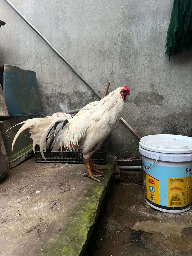 Gà chọi Thái Lan trắng 2.7kg. Mua bán Gà tại Huyện Bình Chánh Tp Hồ Chí Minh được đăng bởi hiếu gà tre đức hòa  hình 1