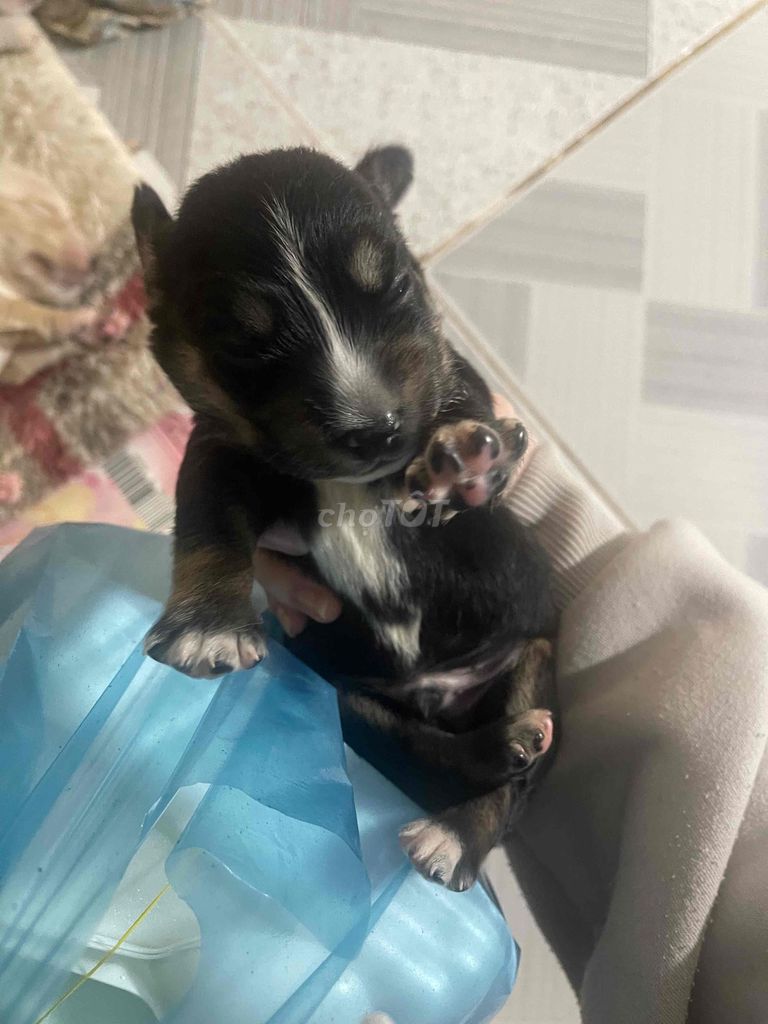 Chó Lai Corgi - Cocker Đen, Nâu, Kem. Mua bán Chó tại Quận Bình Thuỷ Cần Thơ được đăng bởi Hân hình 1