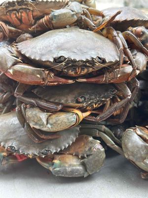 cua trà vinh. Mua bán Đồ ăn, thực phẩm và các loại khác tại Quận Bình Thạnh Tp Hồ Chí Minh được đăng bởi Ngọc Như