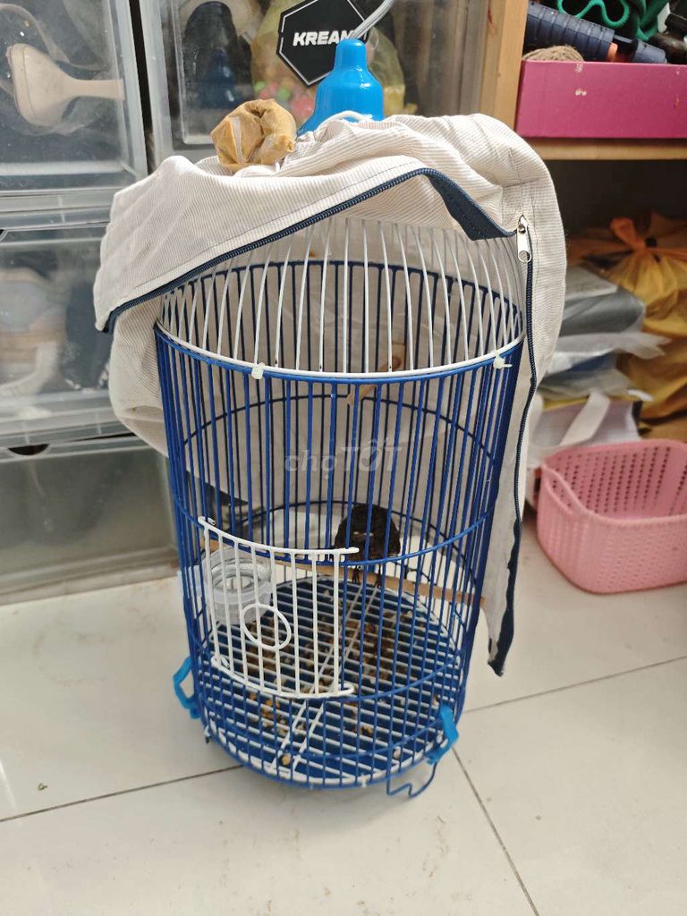 Chim Choè đất Mái kèm Lồng. Mua bán Chim tại Quận 12 Tp Hồ Chí Minh được đăng bởi Trường Trần hình 1