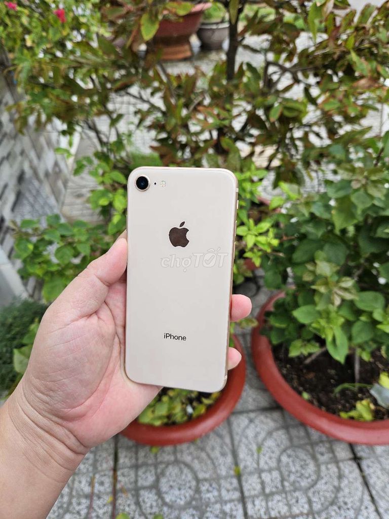 IPHONE 8G 256 Zin đẹp y hình