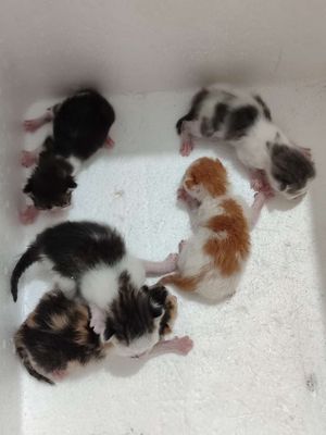 Mèo con nhiều màu đốm xám 1 tuần 3 tháng