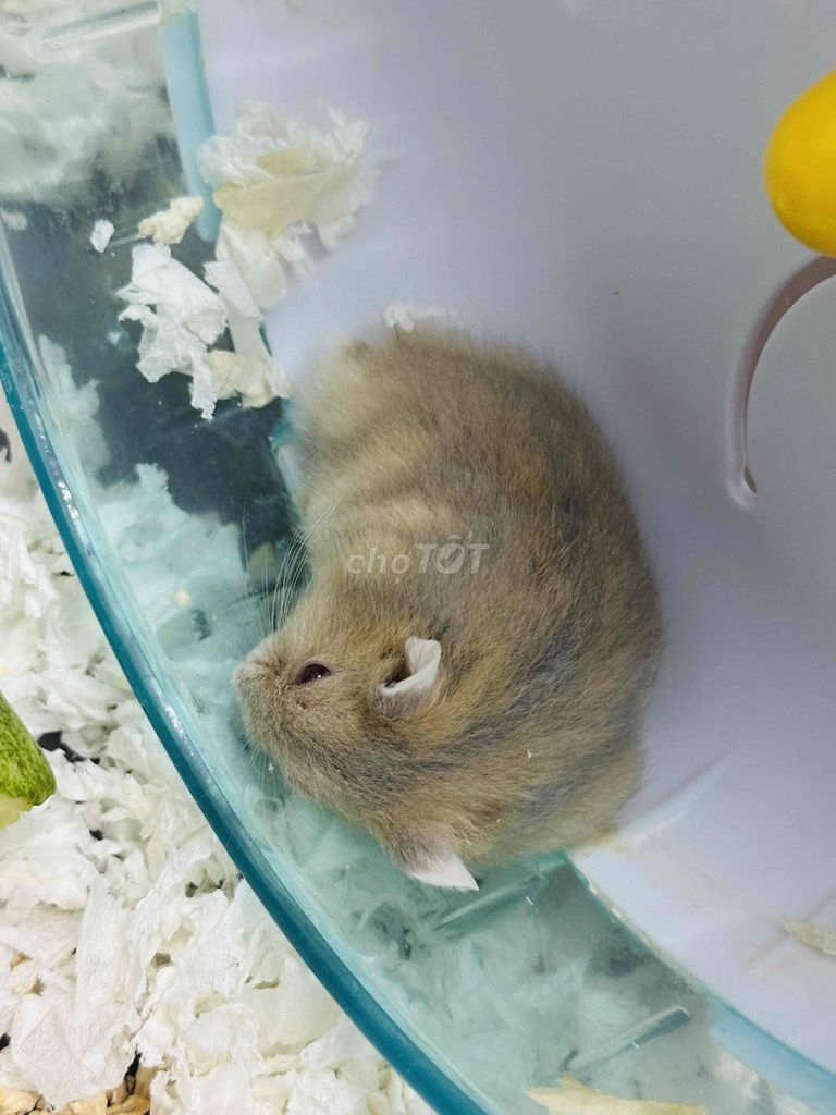 Chuột Hamster 2 tháng. Mua bán Thú cưng khác tại Thành phố Thủ Đức Tp Hồ Chí Minh được đăng bởi Shin hình 1