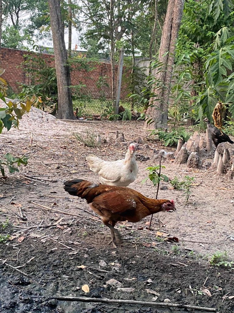 Gà mái Xanh bông trạng hiện tại 2kg. Mua bán Gà tại Thành phố Thủ Dầu Một Bình Dương được đăng bởi minh hùng hình 1