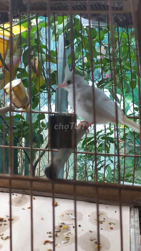 Chào mào bạch. Mua bán Chim tại Thành phố Thủ Đức Tp Hồ Chí Minh được đăng bởi Long hình 2