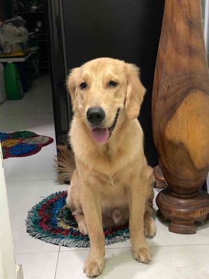 Chó Golden Retriever đực thuần chủng 10 tháng. Mua bán Chó tại Quận Hải Châu Đà Nẵng được đăng bởi Nguyễn Phạm Quốc Huy