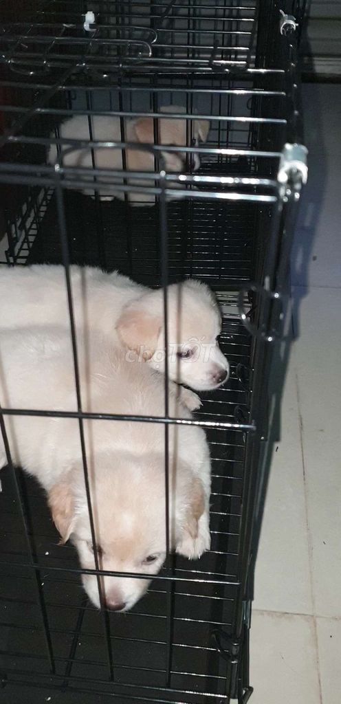 Chó Golden trắng kem đã tiêm ngừa đầy đủ. Mua bán Chó tại Quận Tân Bình Tp Hồ Chí Minh được đăng bởi Linh Lan hình 1